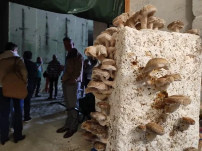 Visite-de-la-carriere-a-champignons-8211-03-09-2025-8211-Paussac-et-Saint-Vivien_2810142