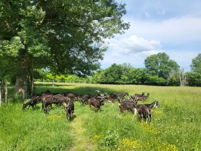 Visite-de-la-chevrerie-8211-01-08-2025-8211-Saint-Vivien_2839649
