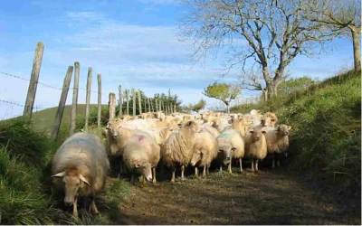 Visite-de-la-ferme-Landran-et-repas-fermier-8211-18-07-2026-8211-Mauleon-Licharre_3656250