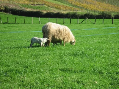 Visite-de-la-ferme-Tambourin-8211-14-08-2026-8211-Saint-Etienne-de-Baigorry_3761178