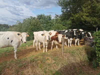 Visite-de-la-ferme-de-Lorthe-vaches-laitieres-et-veaux-8211-22-10-2025-8211-Lahosse_2161652