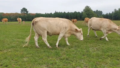 Visite-de-la-ferme-de-Lorthe-vaches-laitieres-et-veaux-8211-22-10-2025-8211-Lahosse_2977053