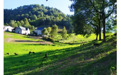Visite-de-la-ferme-la-kabane-a-kabris-8211-13-08-2026-8211-Etchebar_3790101