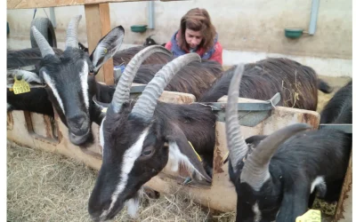 Visite-de-la-ferme-la-kabane-a-kabris-8211-24-07-2025-8211-Etchebar_2863349