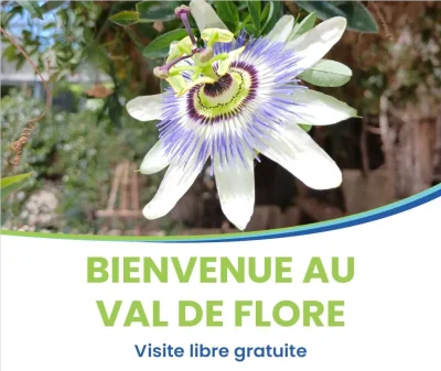 Visite-du-Jardin-Val-de-Flore-8211-01-07-2025-8211-Saint-Pardoux-Soutiers_2978147