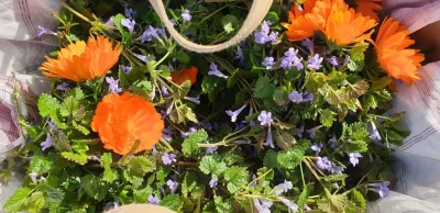 Visite-du-jardin-de-plantes-medicinales-Magie-Verte-8211-30-08-2025-8211-Belus_2861771
