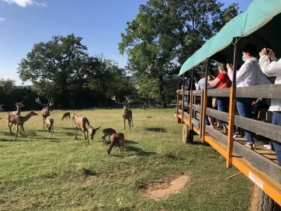 Visite-en-roulotte-du-Parc-animalier-Saint-Hubert-8211-Montrozier_2849532