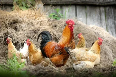 Visite-et-degustation-a-la-ferme-8211-03-07-2025-8211-Luzille_2795980