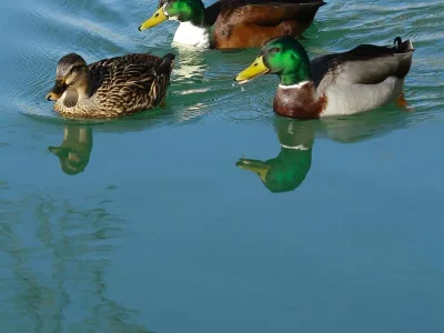 Visite-guidee-Les-animaux-dans-la-ville-8211-17-05-2026-8211-Verdun_3578536
