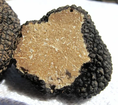 Visite-prestige-Ferme-truffes-et-porcs-noirs-8211-29-08-2025-8211-Issac_2911575