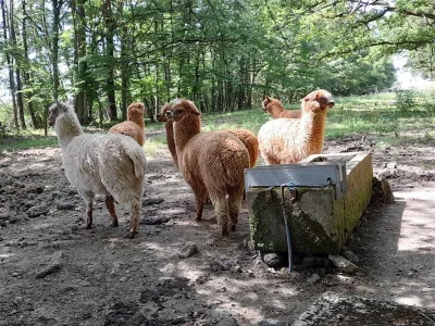 Visites-guidees-du-GAEC-de-l039Altiplano-ferme-pedagogique-8211-Courcelles_3730555