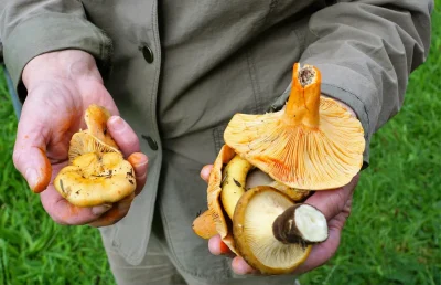 Week-end-champignons-8211-04-10-2025-8211-Nouic_3167448