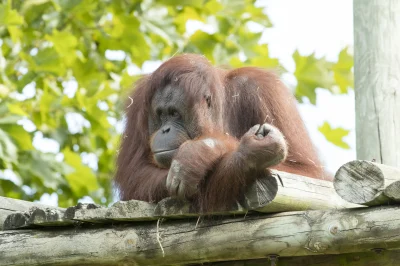 ZooParc-de-Beauval-8211-Saint-Aignan_1714920