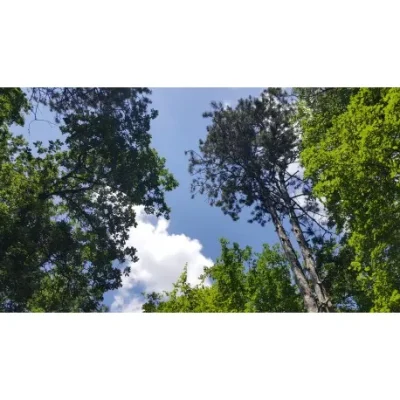 Zoodyssee-sous-les-frondaisons-de-la-foret-de-Chize-petite-boucle-8211-Villiers-en-Bois_2833143