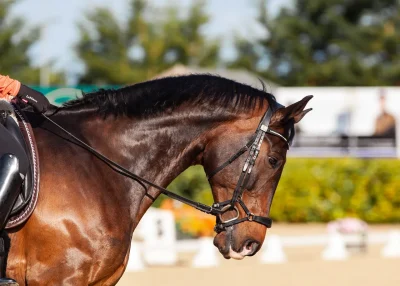 iCaval-Association-equestre-8211-Hampigny_1892235