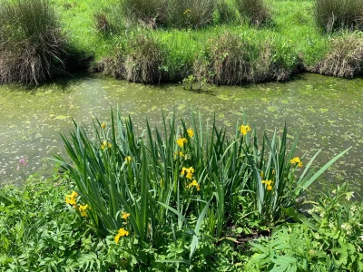 la-decouverte-de-la-faune-et-de-la-flore-du-Marais-mouille-a-Sansais-8211-06-05-2025-8211-Sansais_2891287