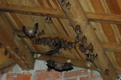 la-decouverte-des-chauves-souris-de-lEtang-des-Aulnes_639245