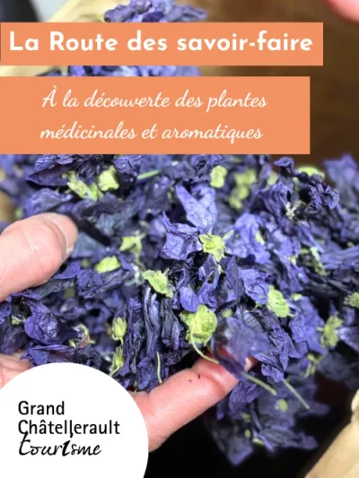 la-decouverte-des-plantes-medicinales-et-aromatiques-8211-12-07-2025-8211-Leigne-les-Bois_2770501