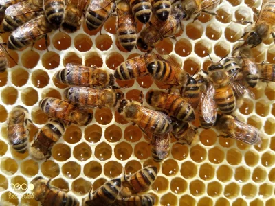 la-decouverte-du-monde-des-abeilles-8211-18-02-2026-8211-Thiviers_3480894