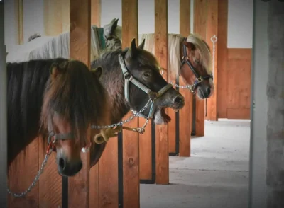 les-P039tits-cavaliers-8211-Stage-de-poneys-vacances-Toussaint-8211-20-10-2025-8211-Aubertin_3126044