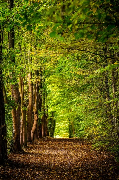 quotLes-nuits-des-foretsquot-a-Branceilles-8211-14-06-2025-8211-Branceilles_2670578