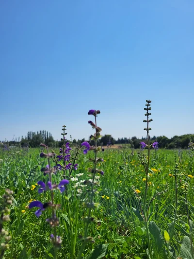 quotUne-Prairie-en-Provencequot-Gite-Paquerette-8211-Arles_2858564