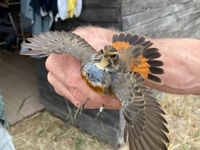 quotUne-bague-a-la-pattequot-a-Terres-d039Oiseaux-8211-20-08-2025-8211-Braud-et-Saint-Louis_2129769